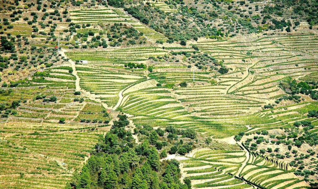 וילה פלור Casa Dos Lagares De Vara E Pedra מראה חיצוני תמונה